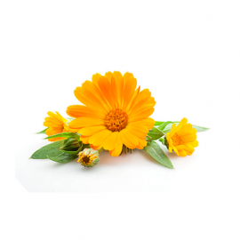 Complement alimentaire calendula