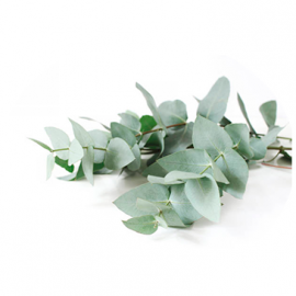 Complement alimentaire eucalyptus